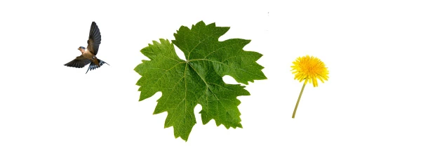 rondine-vite-dente-leone