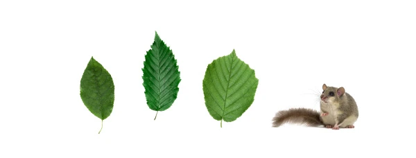 carpino-nocciolo-ghiro