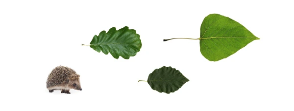 ricchio-roverella-ontano-tiglio