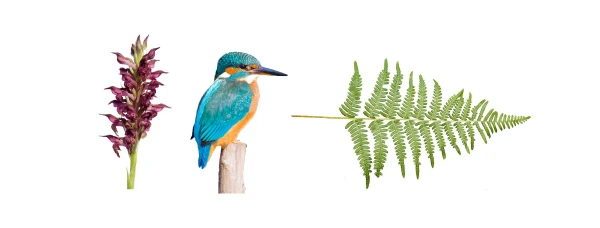 orchidea-martin-pescatore-felce