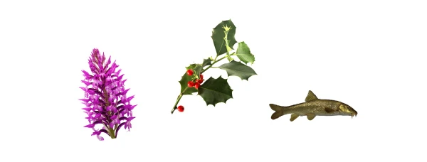 orchidea-pungitopo-barbo